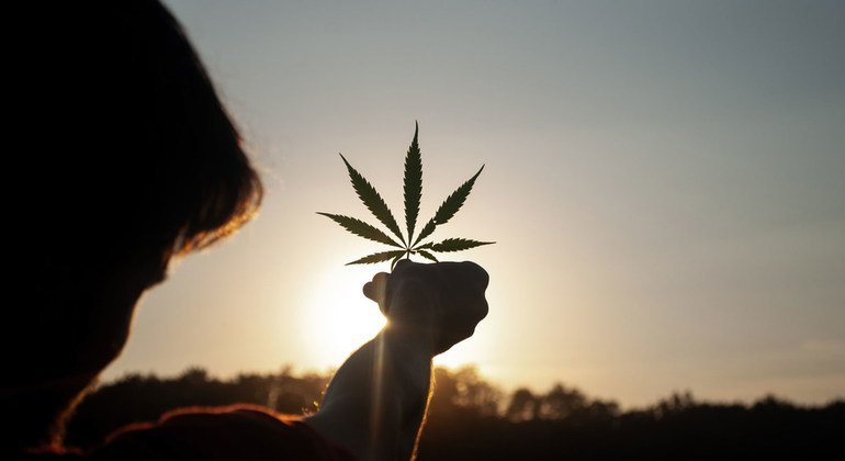доводы за легализацию марихуаны